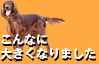 ����Ȃɑ傫���Ȃ�܂���