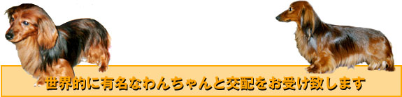 kohai.top